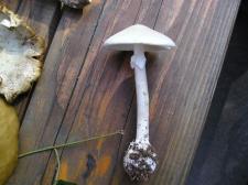 Amanita phalloides v alba  