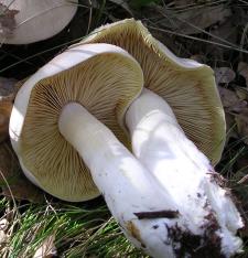 Entoloma sinuatum - lamele   