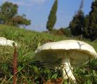 Leucoagaricus holosericus  