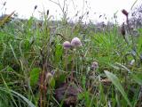 Paneolus shpinctrinus  