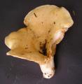 Lactarius acerimuss  